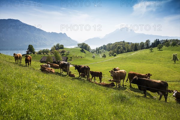 Panorama with lake and mountains and cows