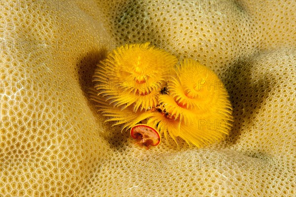 Yellow Christmas tree worm