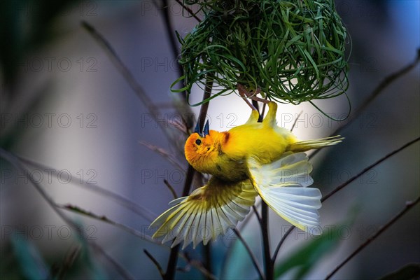 Golden palm weaver