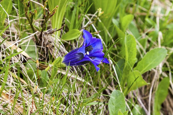 Pebble bell gentian