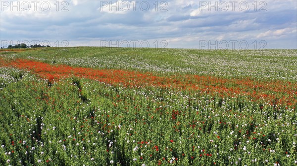 Field with Waldviertel grey poppy