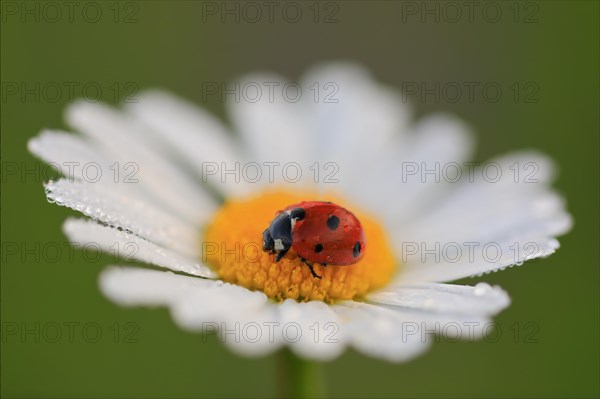 Ladybird