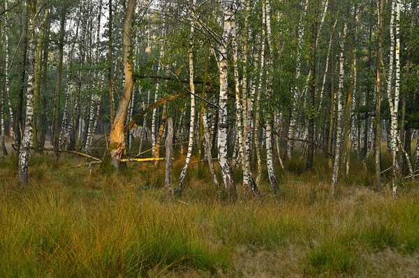 Warty birch