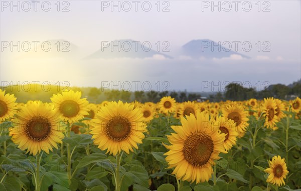Fields full of sunflowers
