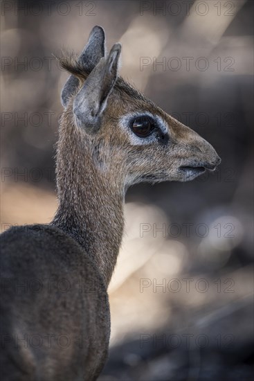 Kirk dikdik or kirk's dik-dik