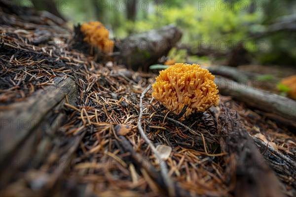 Golden yellow coral