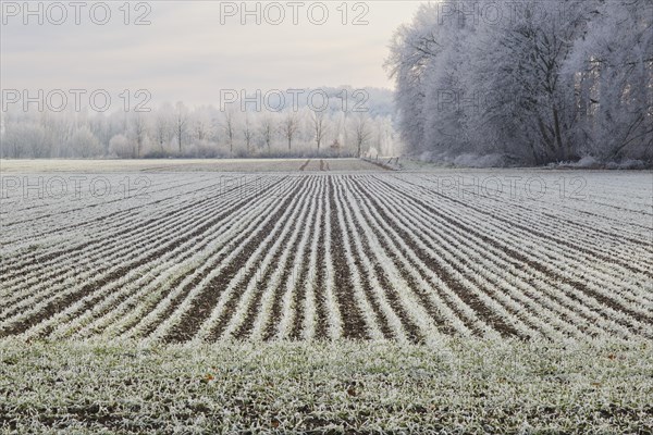 Field and landscape with hoarfrost