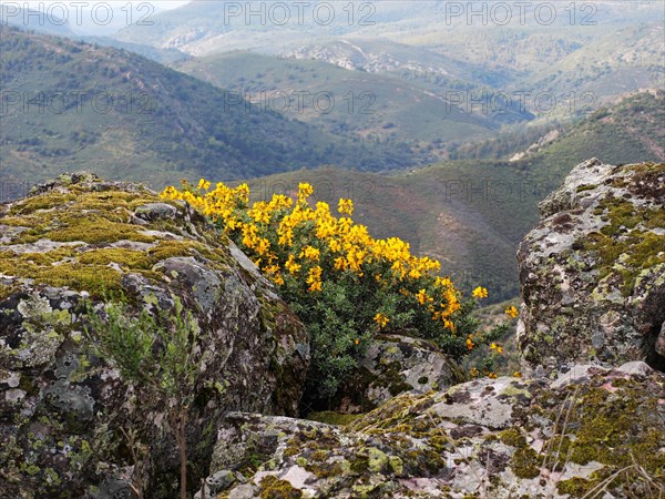 Blick in den Monfrague Nationalpark im Vordergrund bluehender gelber Ginster