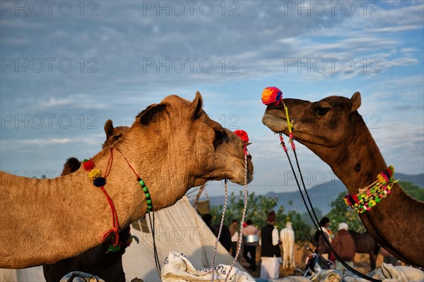 Camels at Pushkar Mela Pushkar Camel Fair famous tourist attraction in Pushkar