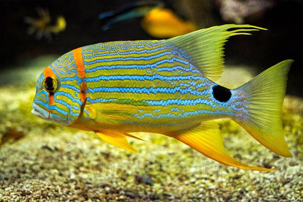 Sailfin snapper blue-lined sea bream