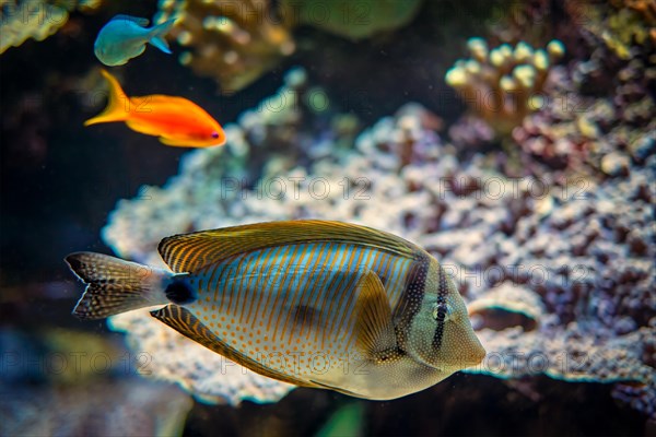 Red Sea sailfin tang