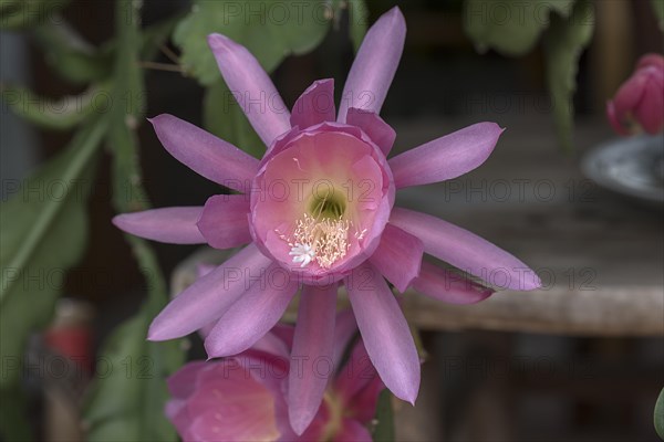 Flower of a nopalxochitl