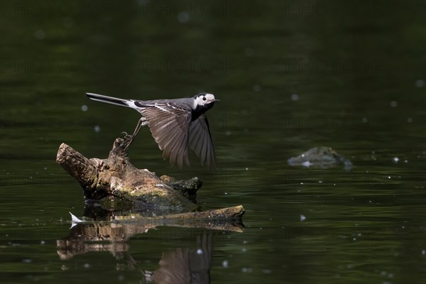 Pied Wagtail