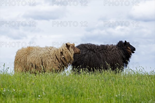 Norwegian sheep on the dike