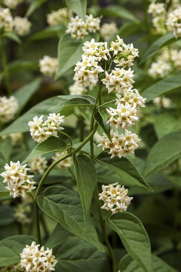 White swallow-wort