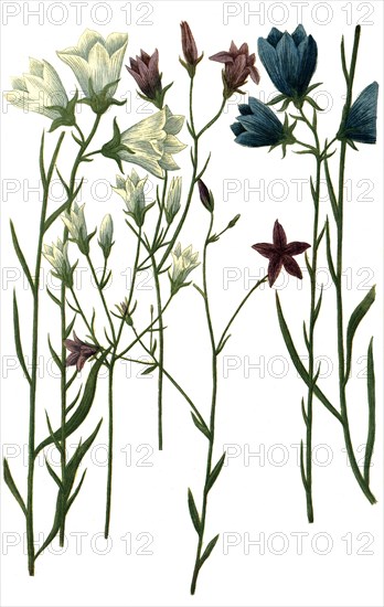 Various bellflowers