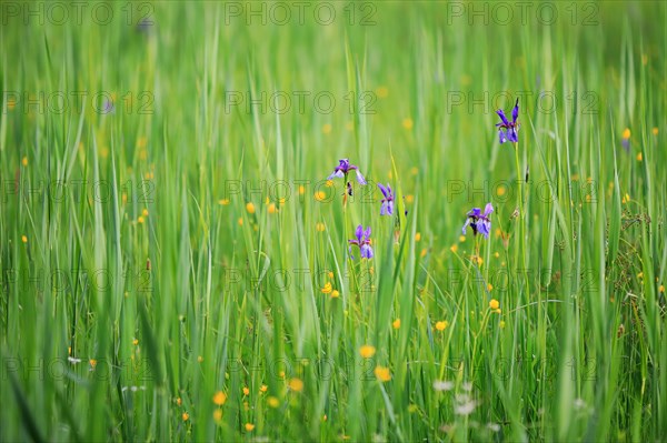 Siberian iris