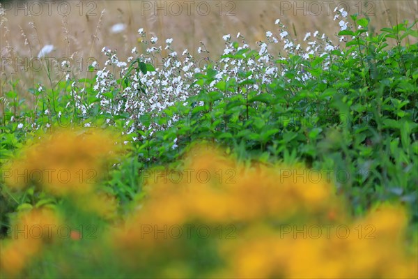 Broad-leaved white campion