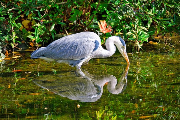 Grey heron