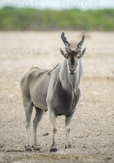 Common eland