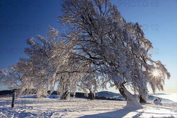 European beech