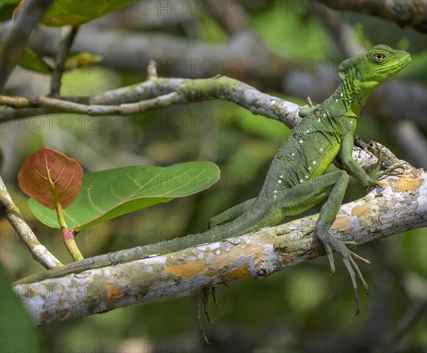 Young female plumed basilisk