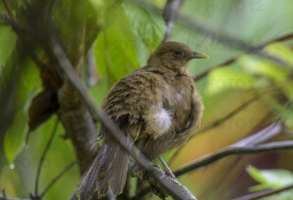 Clay-colored thrush