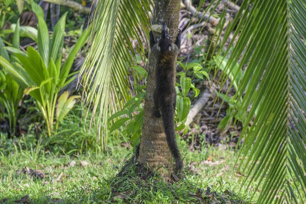 White nosed coati