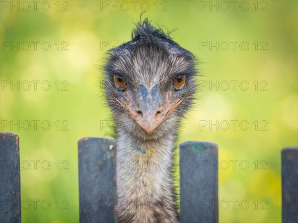 Grosser Emu