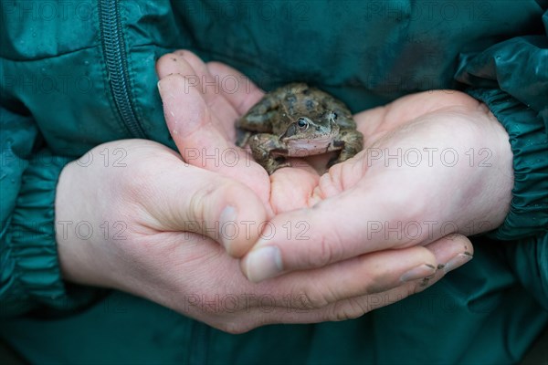 Grasfrosch