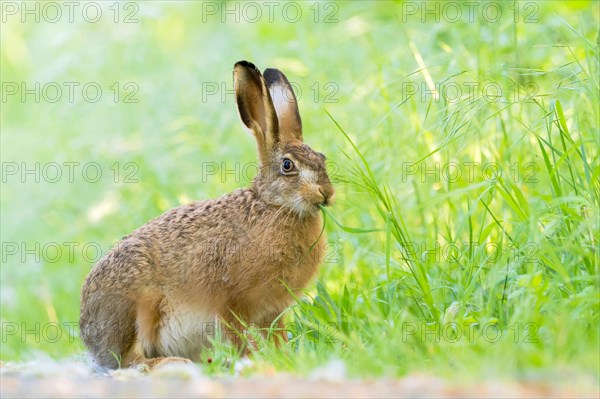 European hare