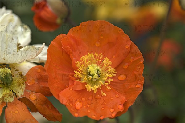 Iceland poppy