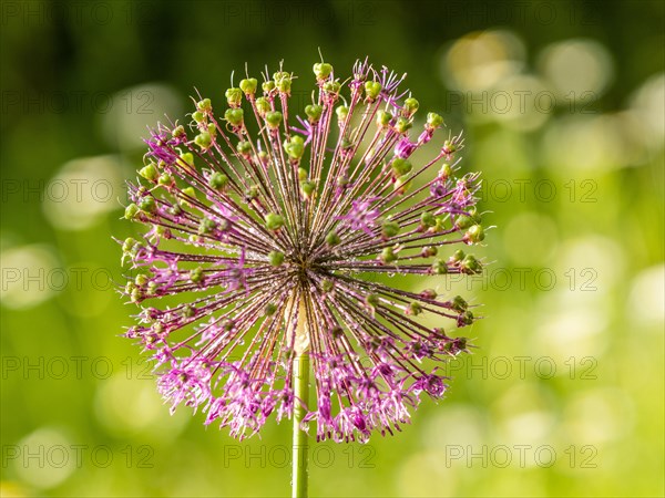 Ornamental leek