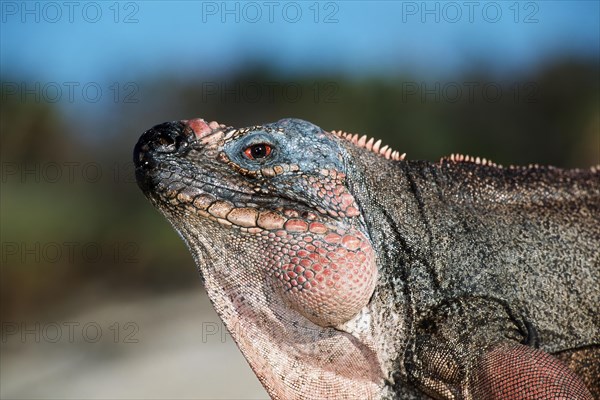 Close-up of head of Allens Cay Iguana