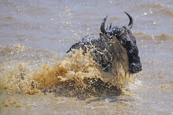 Wildebeest