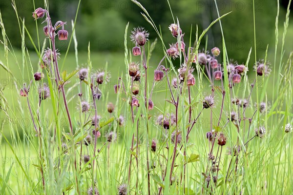 Water avens