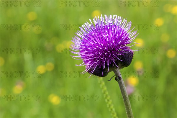 Brook thistle