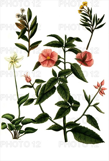 Cistus