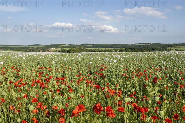 Field with Waldviertel grey poppy