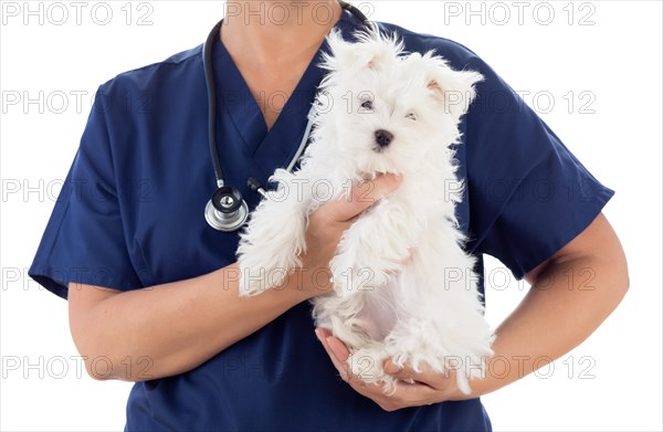 Female veterinarian with stethoscope holding young maltese puppy isolated on white