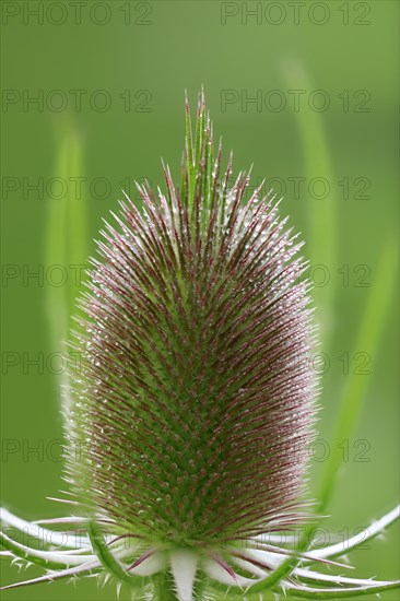 Wild cardoon