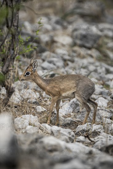 Kirk dikdik or kirk's dik-dik