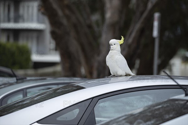 Sulphur-crested cockatoo