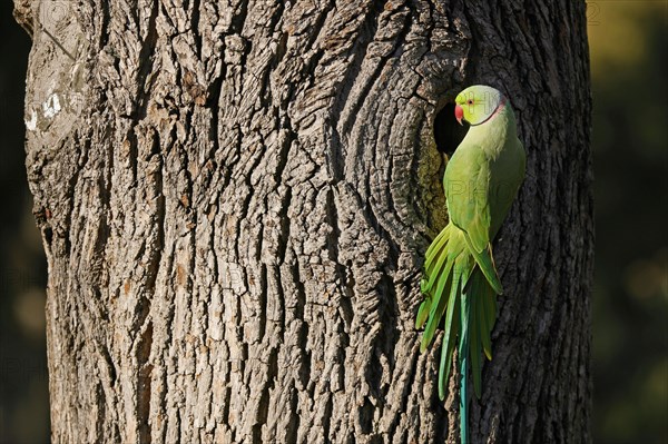 Rose-ringed parakeet