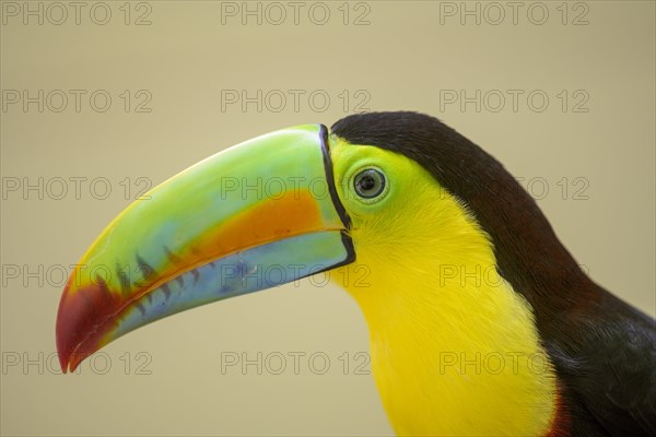 Keel-billed toucan