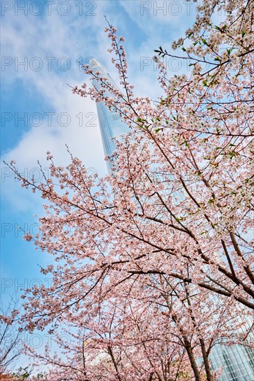 Blooming sakura cherry blossom branch with skyscraper building in background in spring