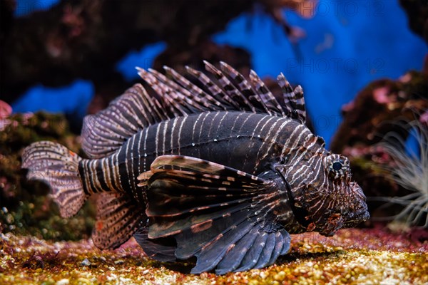 Red lionfish