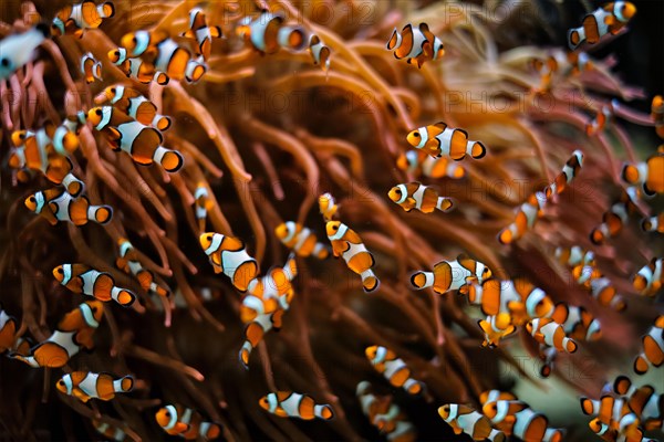 Clown Anemonefish