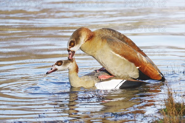 Egyptian goose