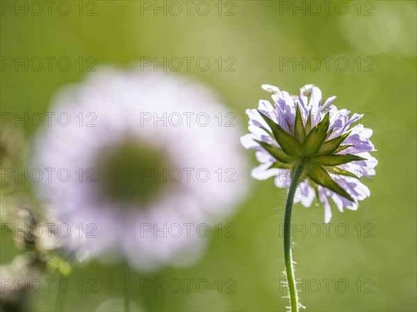 Field scabious